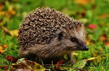 A hedgehog in its natural habitat representing Britcon's support for National Hedgehog Awareness Week and wildlife conservation initiatives.
