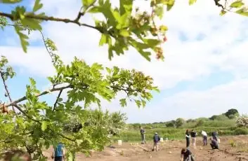 Young tree representing Britcon's commitment to carbon reduction and sustainability.
